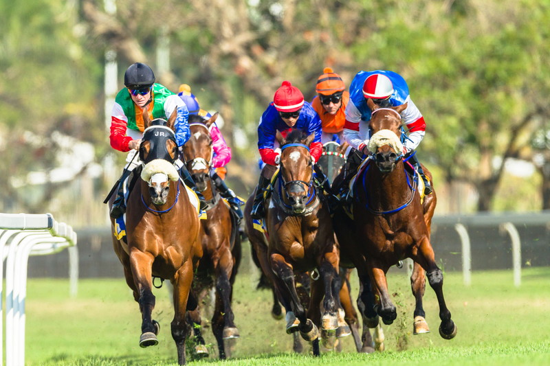 競走馬　レース